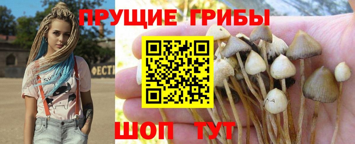 Галлюциногенные грибы прущие грибы Горно-Алтайск